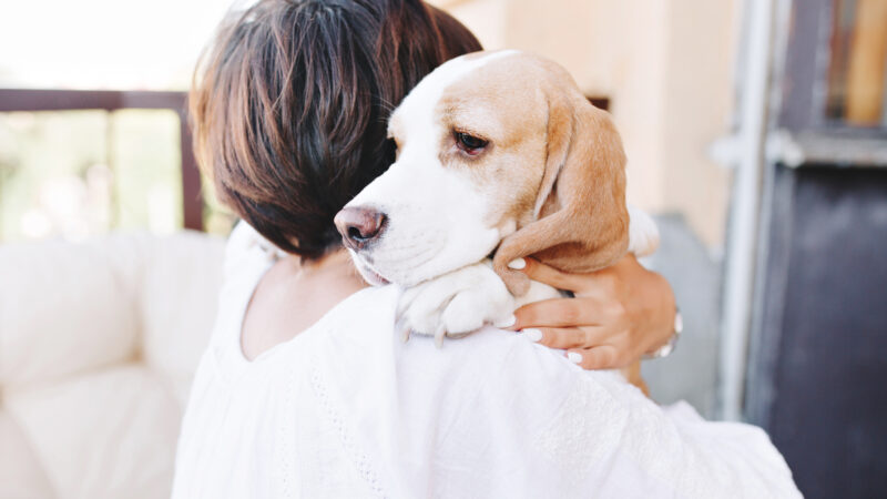 Animais podem desenvolver depressão?