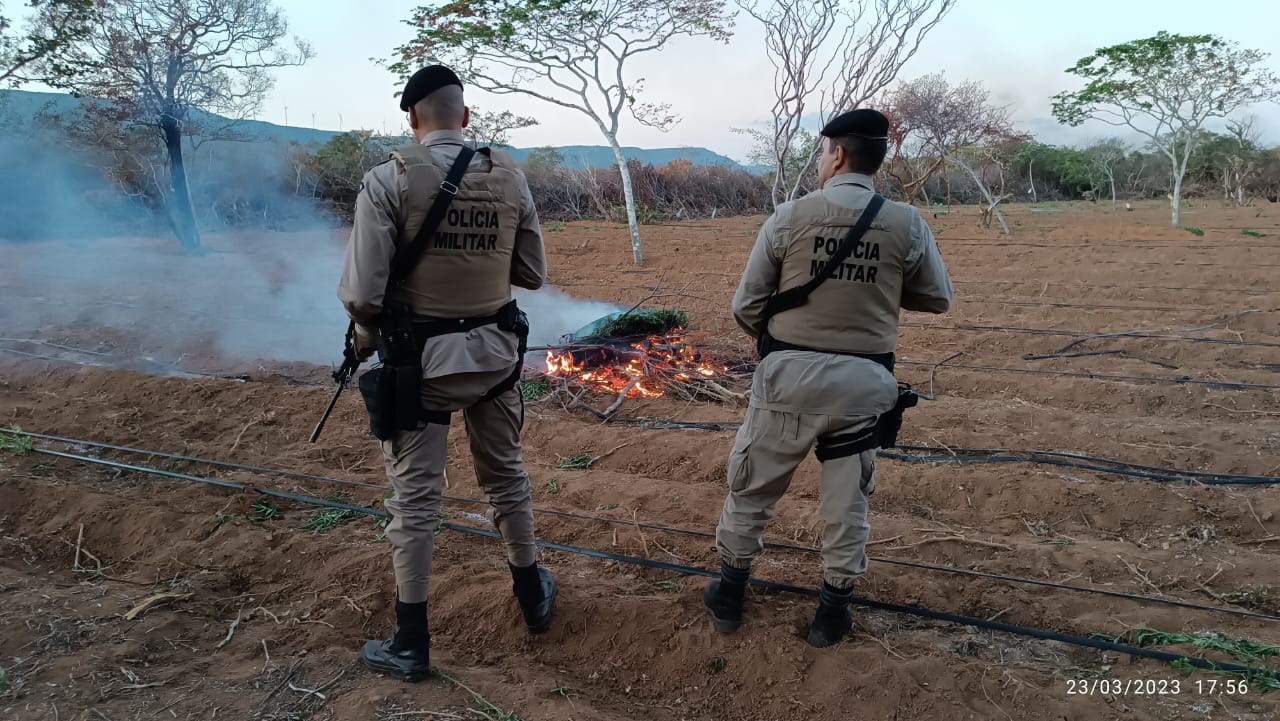 Plantio com 120 mil pés de maconha é localizado em Umburanas