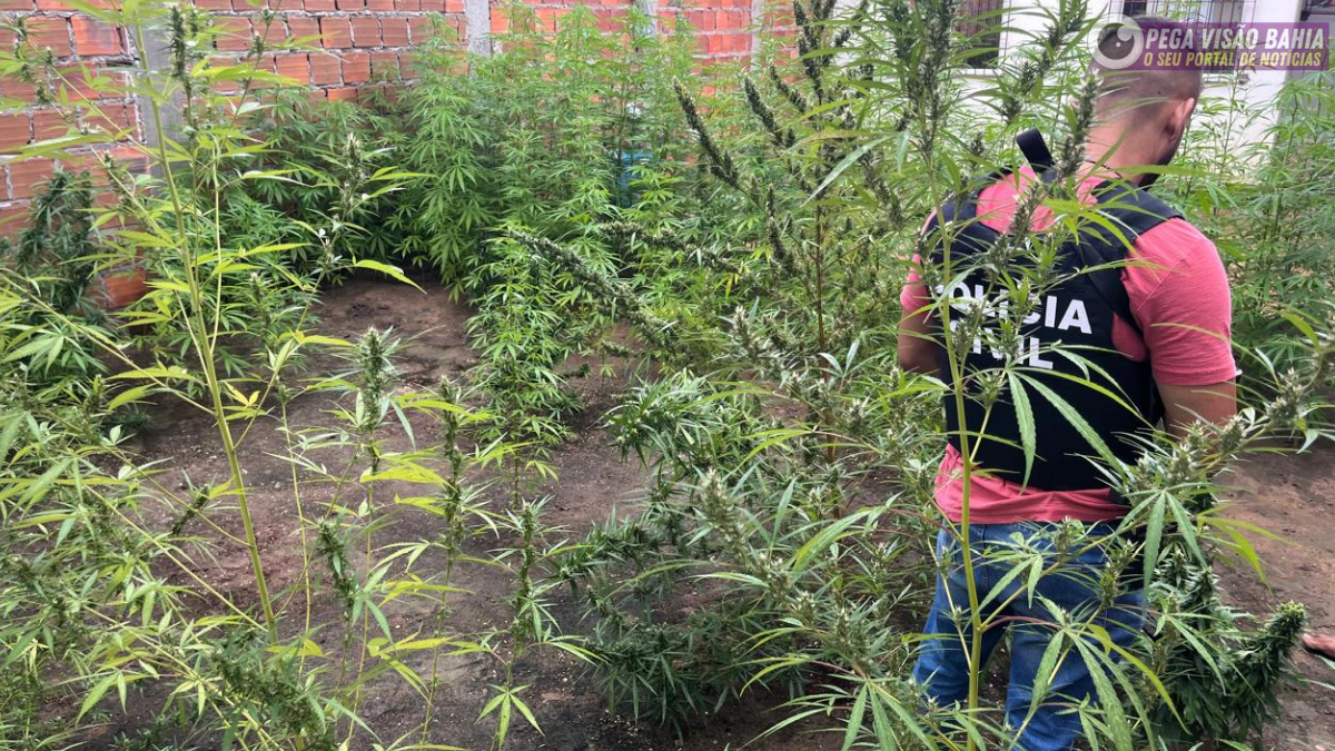 Polícia Civil erradica plantação com 250 pés de maconha em Feira de Santana